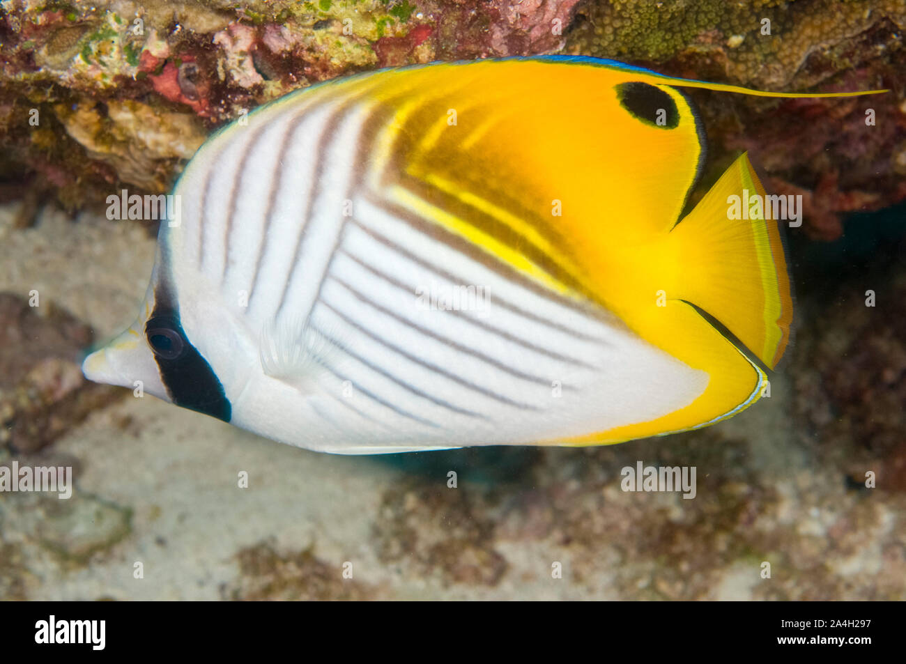 Threadfin Butterflyfish, Chaetodon auriga, Margaret Beach sito di immersione, Isola di Natale, Australia, Oceano Indiano Foto Stock