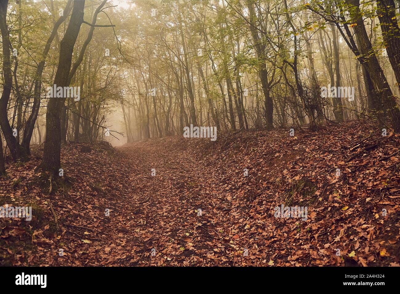 Percorso di foresta nella nebbia Foto Stock