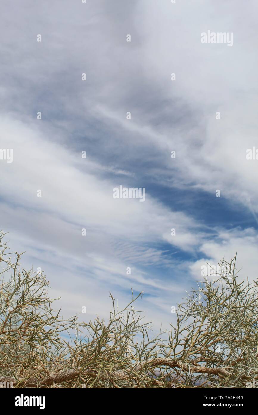 Conservare ecologia nativo di 29 palme rispetto a questo impianto, a cui viene comunemente fatto riferimento come Smoketree e botanicamente classificata come Psorothamnus Spinosus. Foto Stock
