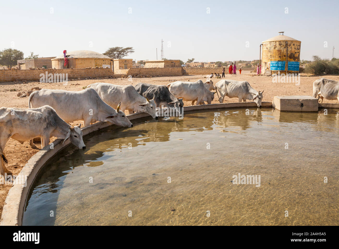 Vacche prendere in un po' di acqua in un piccolo villaggio (Kanoi) nel deserto di Thar occidentali del Rajasthan, India. Foto Stock