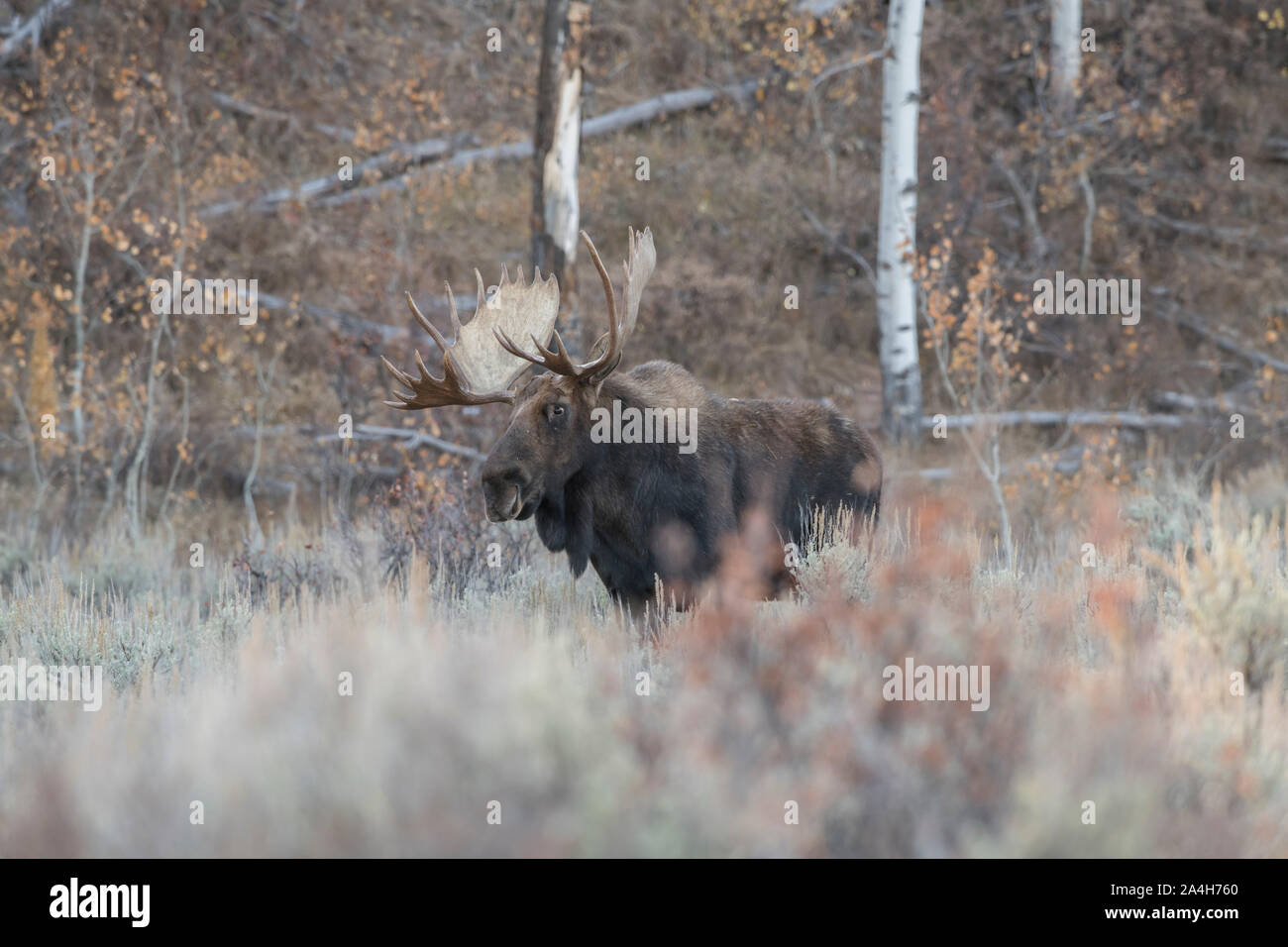 Bull alci in Grand Teton National Park Foto Stock