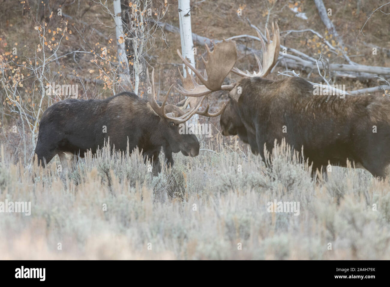 Bull alci in Grand Teton National Park Foto Stock