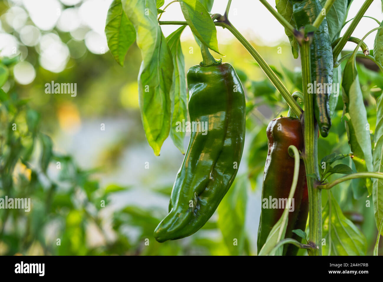 Impianto di paprika Close Up. In crescita la paprica organico nel giardino. Foto Stock