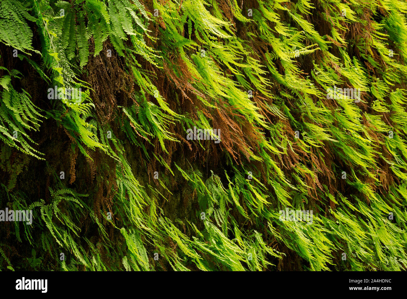 CA03666-00...CALIFORNIA - Close up dettaglio per la nuova crescita sulle pareti del canyon di felci in primavera a Fern Canyon nella Prairie Creek Redwoods S Foto Stock