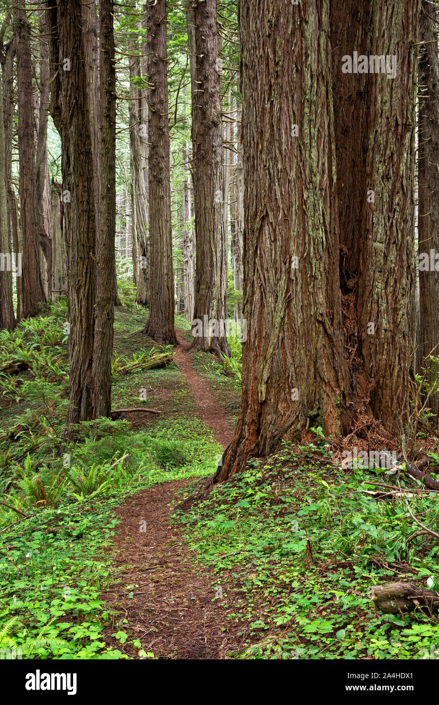 CA03672-00...CALIFORNIA - Redwood alberi che crescono lungo la cresta ovest, Trail nel Prairie Creek Redwoods State Park. Foto Stock