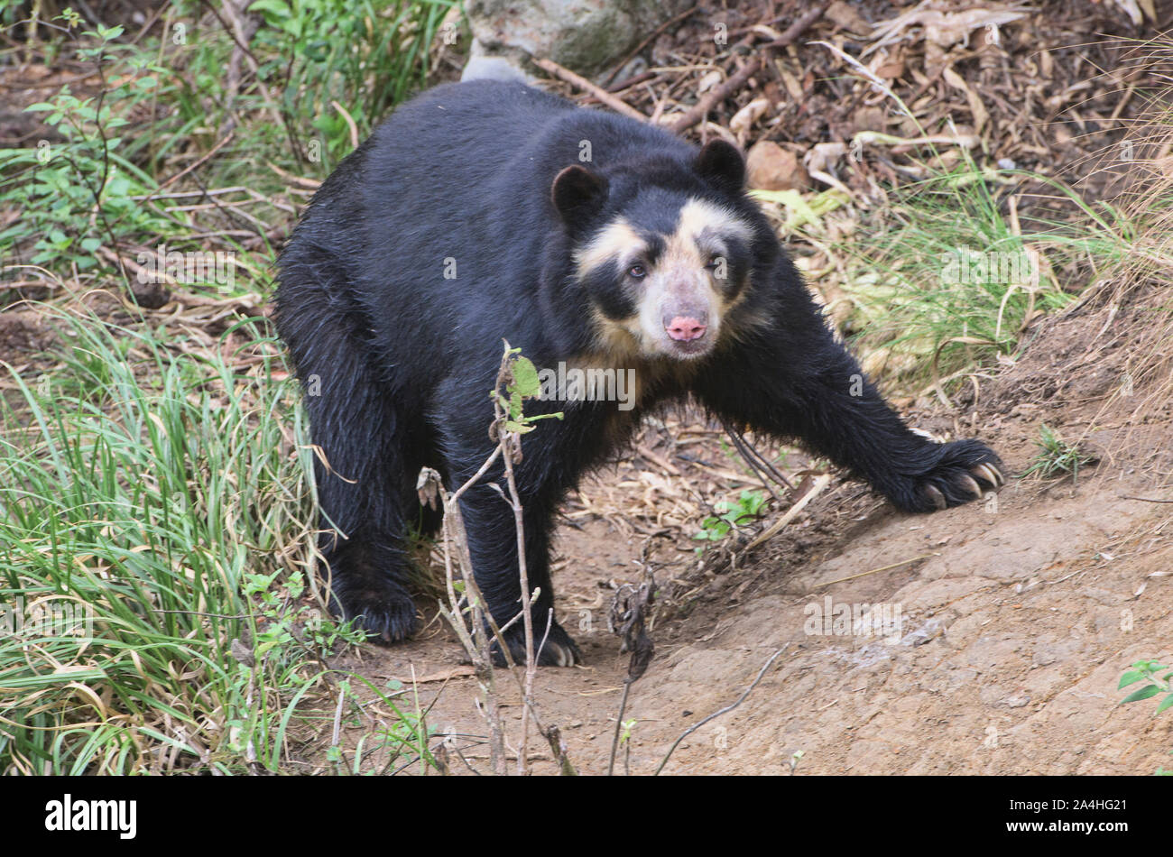 Spectacled bear (Tremarctos ornatus), Ecuador Foto Stock