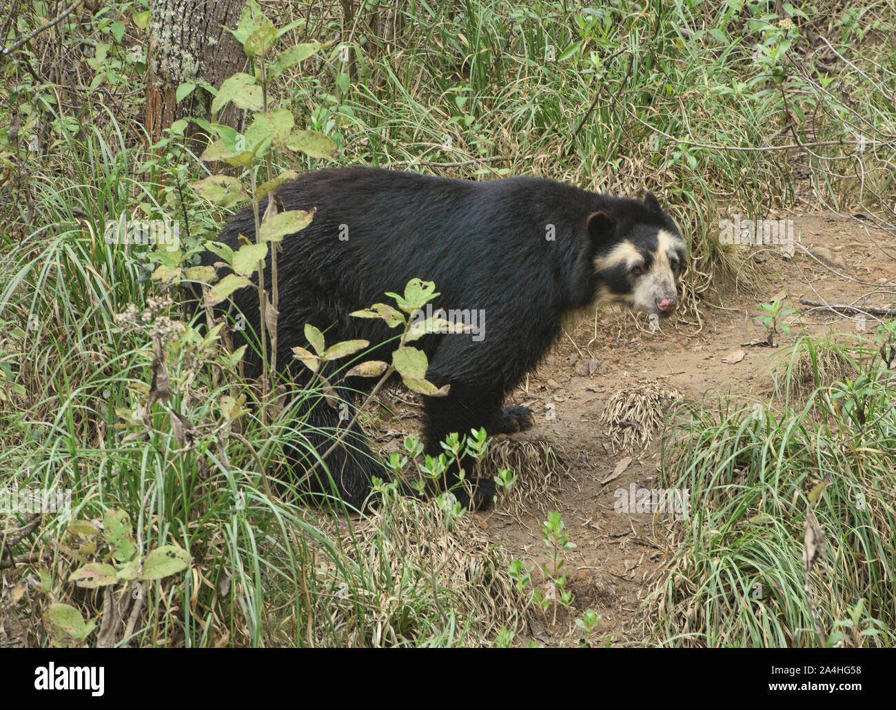 Spectacled bear (Tremarctos ornatus), Ecuador Foto Stock
