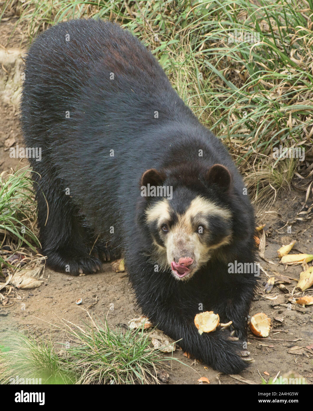 Spectacled bear (Tremarctos ornatus), Ecuador Foto Stock