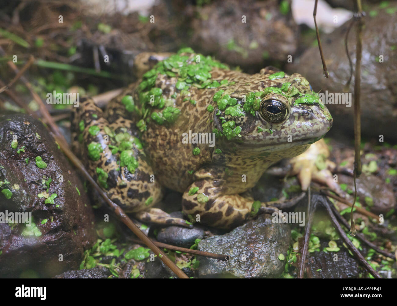 American bullfrog (Lithobates catesbeianus), Amaru bioparco, Cuenca, Ecuador Foto Stock