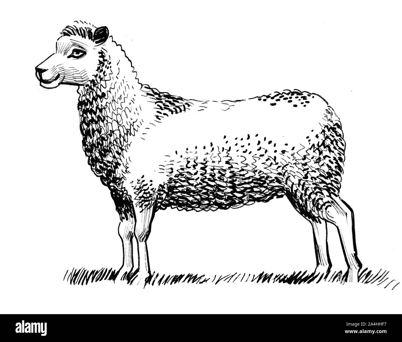 Ovini adulti in piedi sull'erba. L'inchiostro bianco e nero disegno Foto Stock