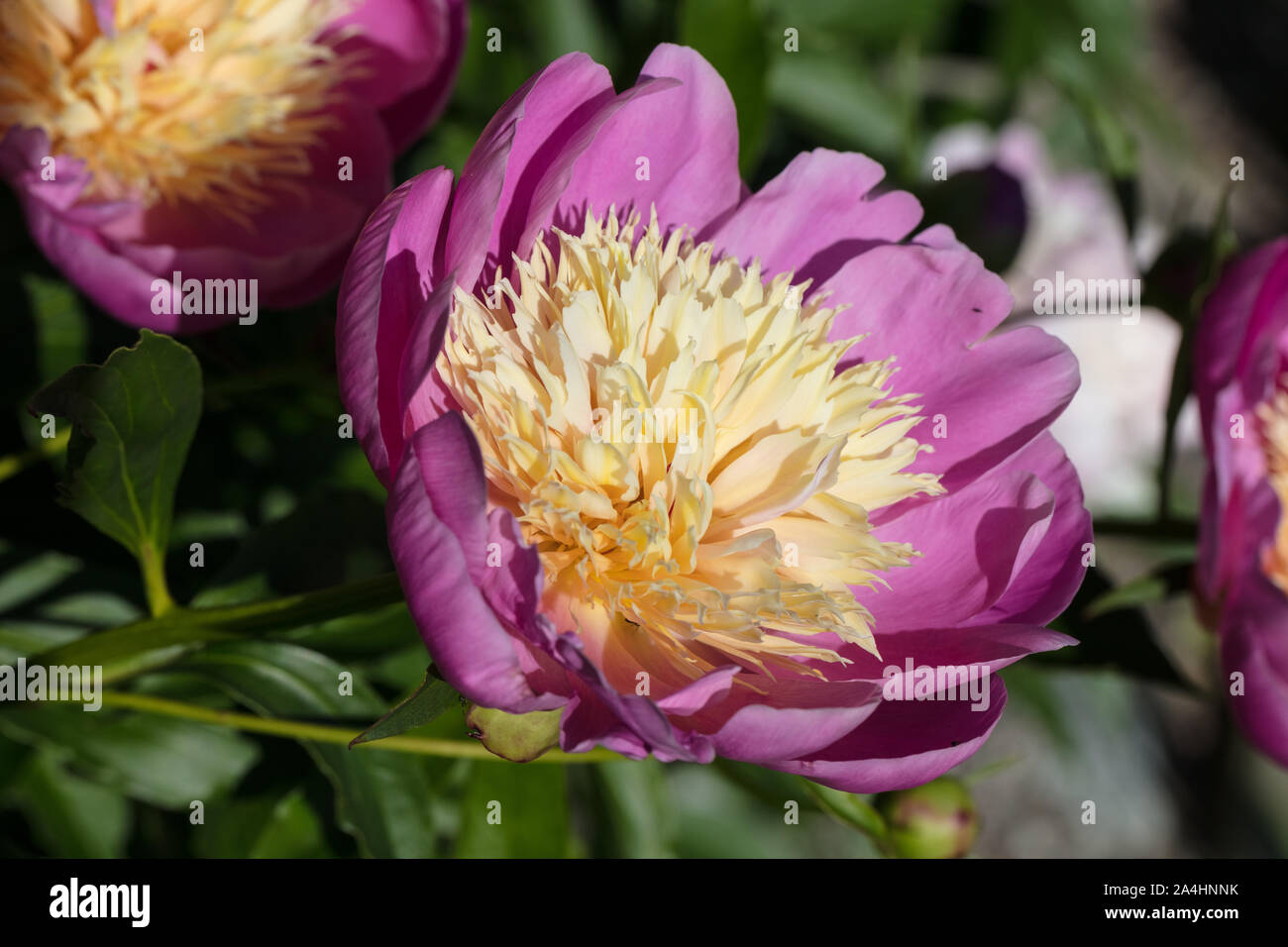 "Ciotola di bellezza' giardino comune peonia, Luktpion (Paeonia lactiflora) Foto Stock