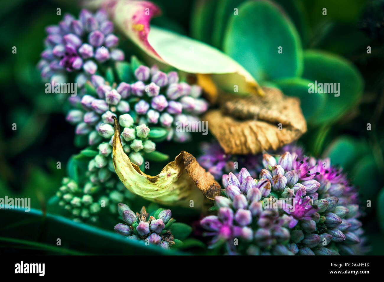 Soffici boccioli di fiori di pietra viola, foglie gialle essiccate di piante da giardino. Chiamato anche Ice Plant e Butterfly Stonecrop (Hylotelephium specectabile) Foto Stock