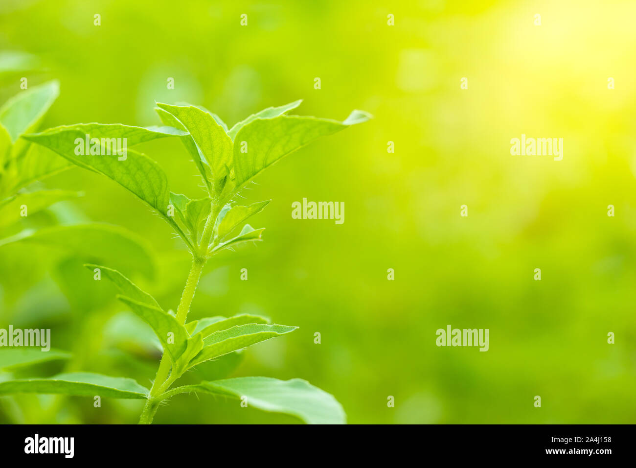 Peloso o basilico Ocimum basilicum albero nella luce del sole di mattina. Si tratta di erbe e gli ingredienti per cucinare in cibo tailandese. Liscia natura verde dello sfondo. Copia s Foto Stock