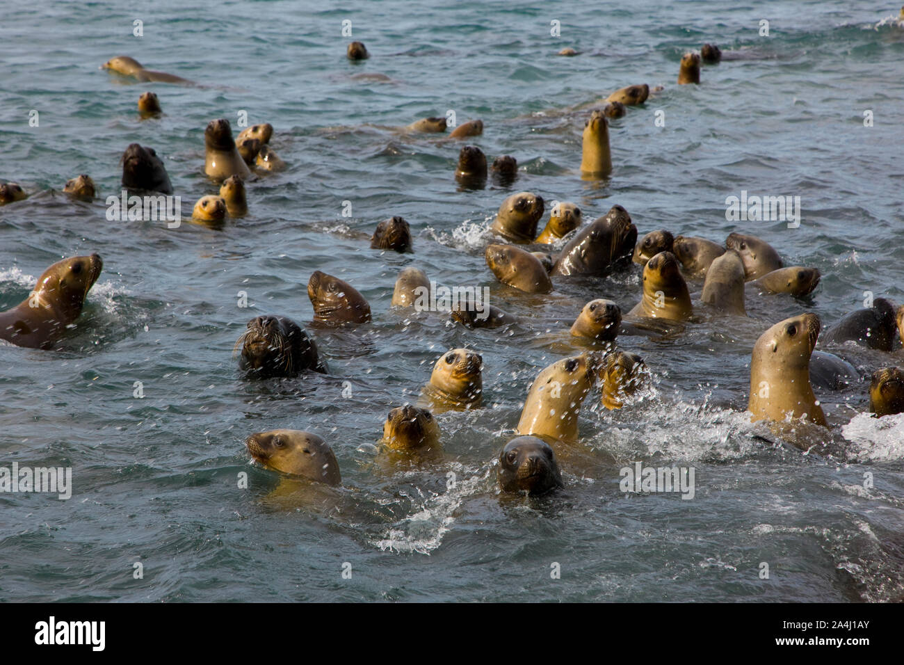 Lobo marino de dos pelos u Oso marino sudamericano (Arctocephalus australis),Puerto Deseado,la Patagonia Argentina Foto Stock