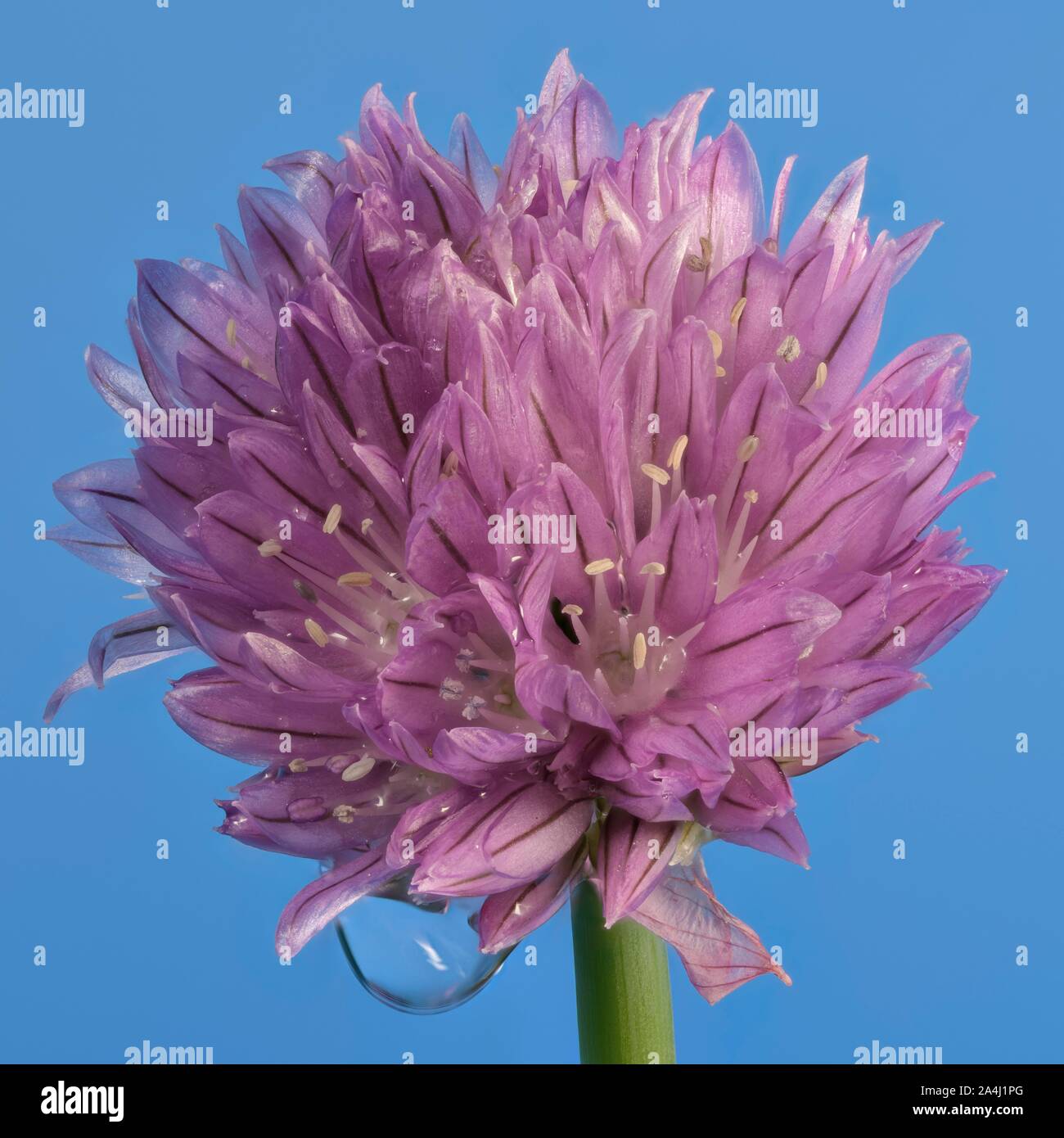 Fiore di erba cipollina (Allium schoenoprasum) contro uno sfondo blu, Austria Foto Stock
