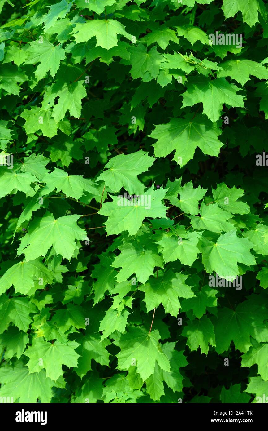 Il verde delle foglie di acero in Norvegia (Acer platanoides) in estate, Germania Foto Stock