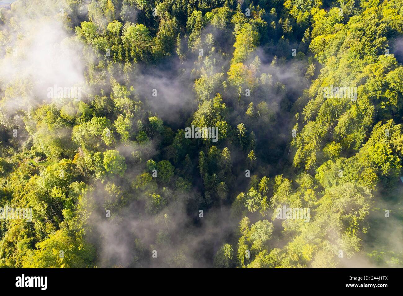 Vista aerea, foresta con la nebbia, Alta Baviera, Baviera, Germania Foto Stock