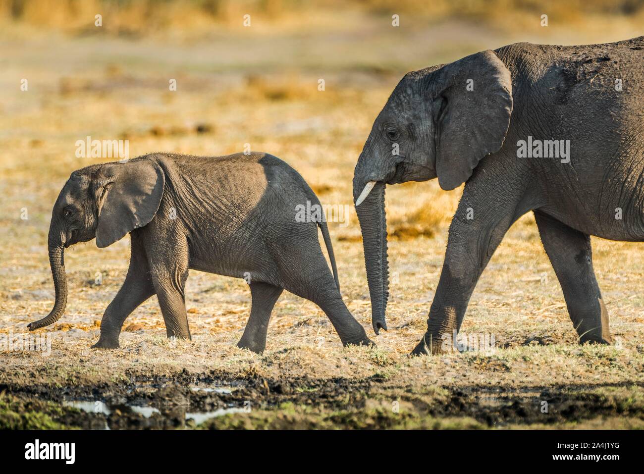 L'elefante africano (Loxodonta africana), due giovani animali, continuativo, riserva Moremi, Ngamiland, Botswana Foto Stock