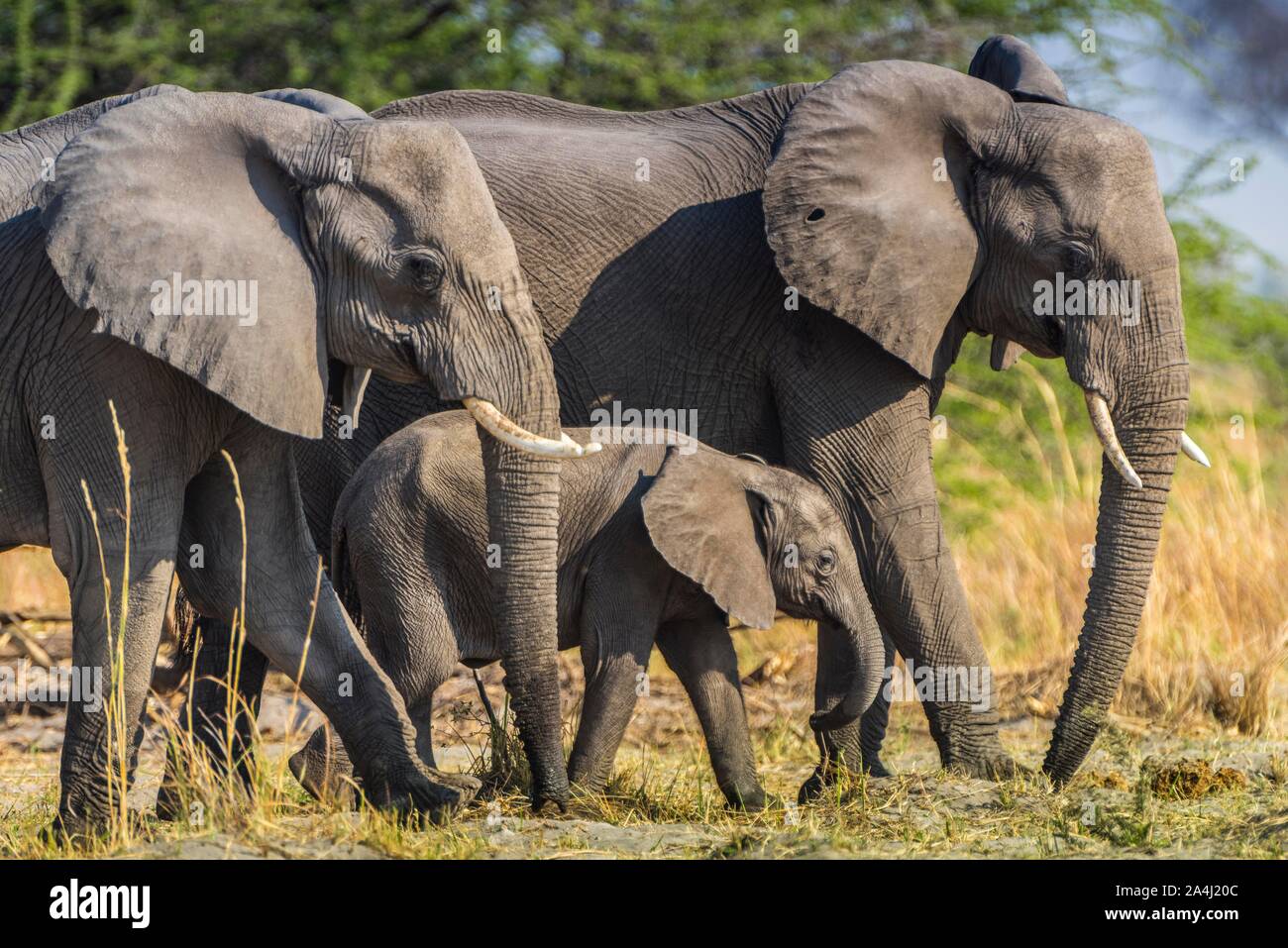 L'elefante africano (Loxodonta africana), elefante corse di vitello protetto tra gli adulti, riserva Moremi, Ngamiland, BotswanaMoremi Wildlife Foto Stock
