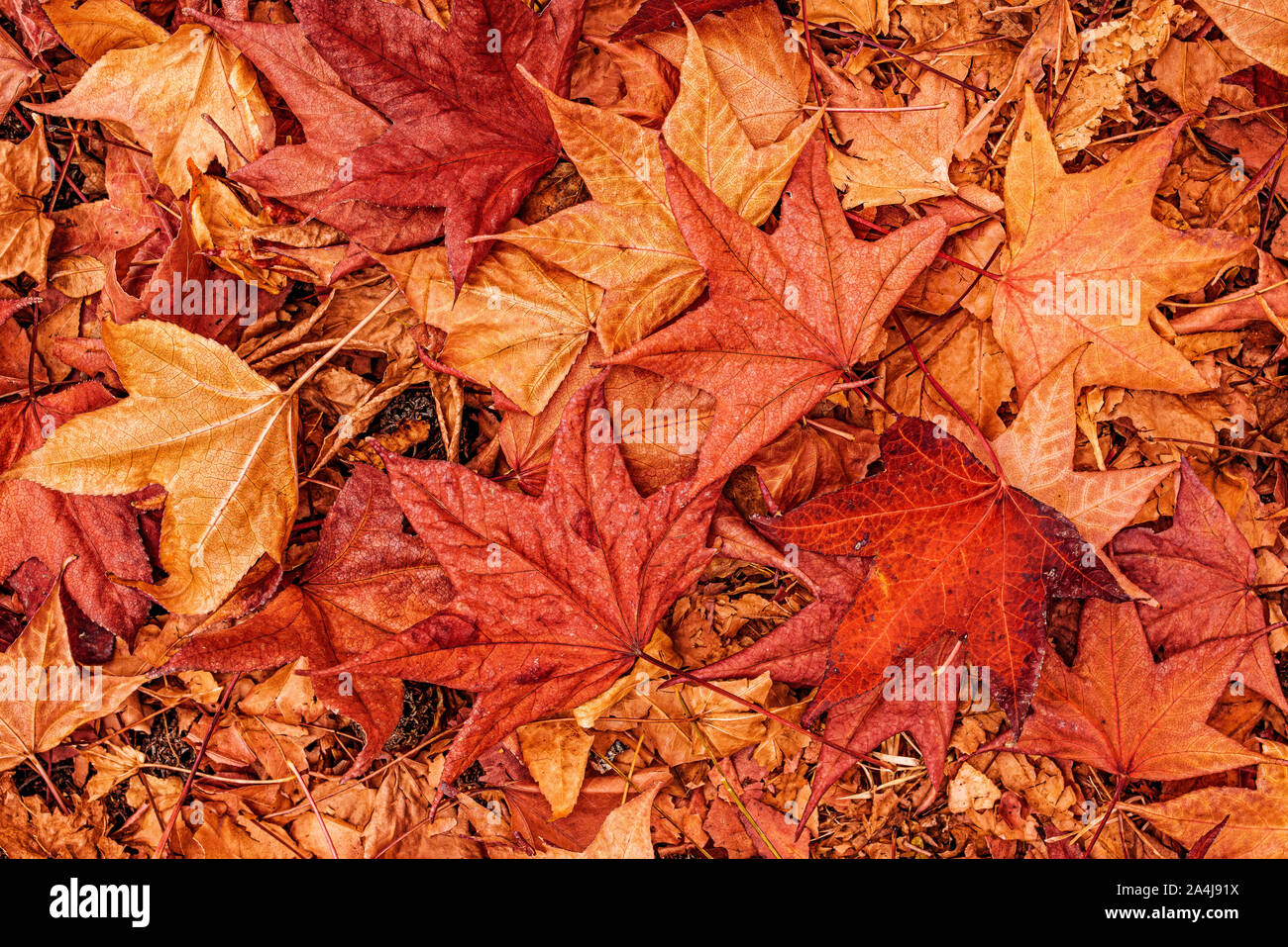 Multicolore di acero giapponese autunnale di foglie secche sul terreno come un composto organico di consistenza naturale pattern Foto Stock