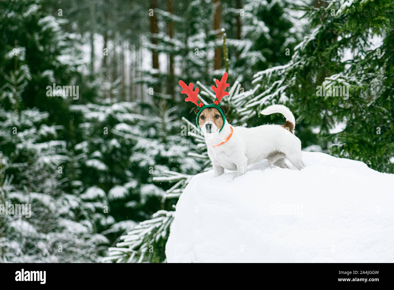 Scena di natale nella selvaggia Lapponia foresta con cane indossando il costume di vacanza di renne Foto Stock