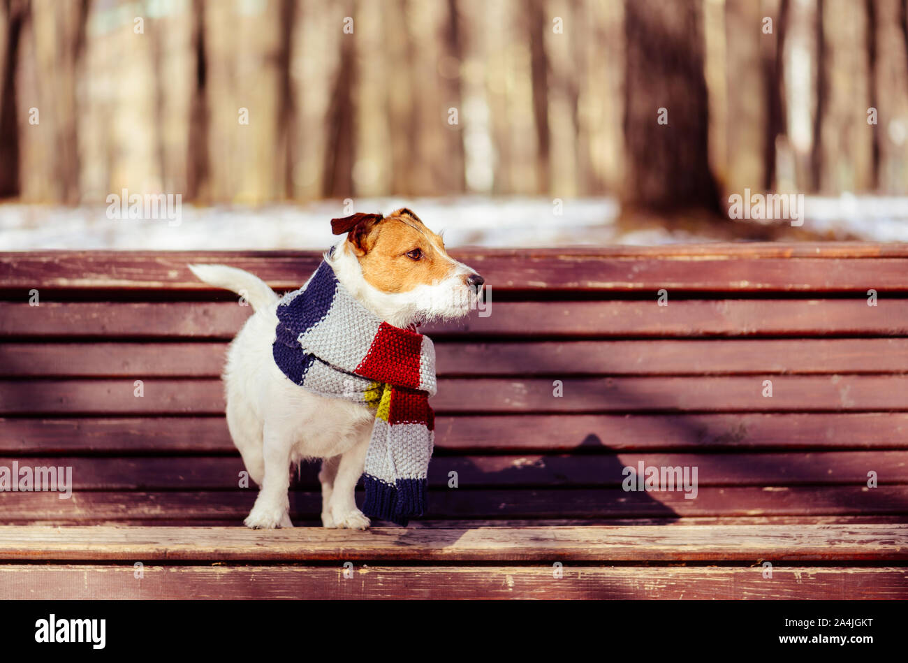 A caldo e soleggiato giornata invernale cane indossando sciarpa lavorata a maglia sul banco in posizione di parcheggio Foto Stock