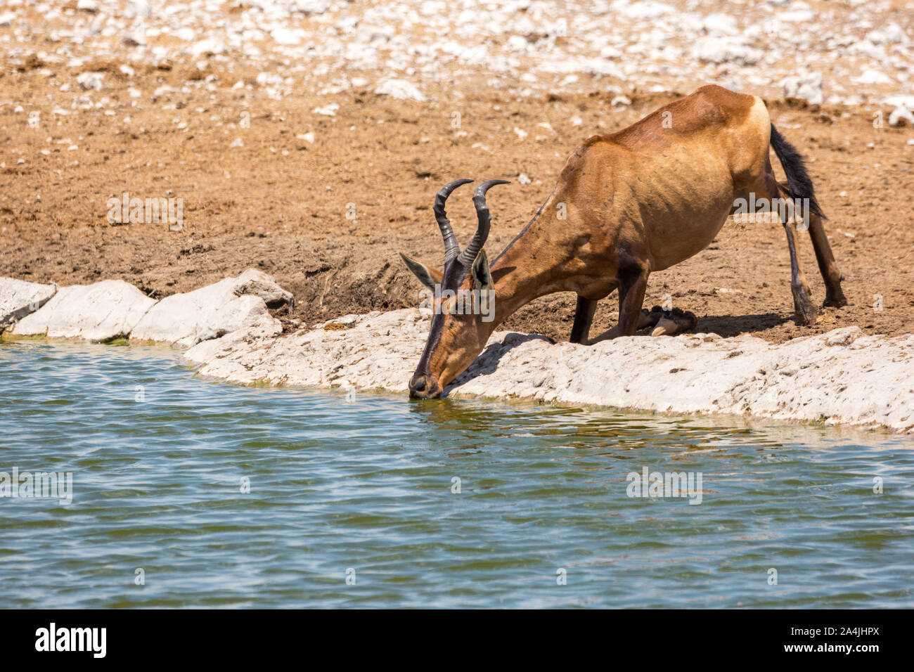 Red hartebeest (Alcelaphus caama) è bere a waterhole, Etosha, Namibia, Africa Foto Stock