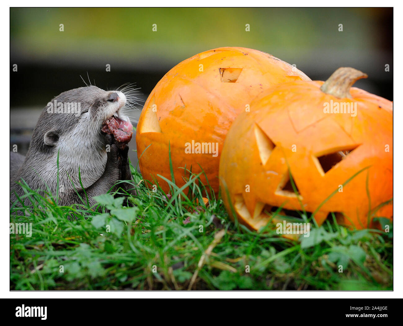 Lontre godono di un trattamento di Halloween presso lo Zoo di Edimburgo il 30 ottobre 2014 a Edimburgo, Scozia. Foto Stock