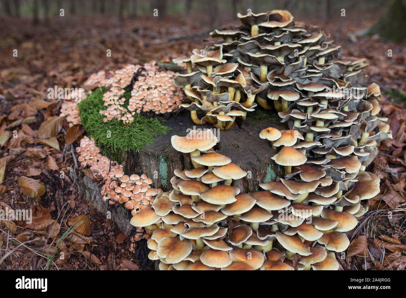 Velenoso ciuffo di zolfo di funghi che crescono su un marciume ceppo di albero nei Paesi Bassi Foto Stock