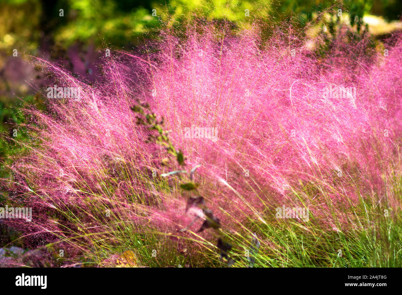 Rosa Muhly erba. Di un bel colore rosa Muhlenbergia capillari. Estate, Autunno colori. Foto Stock