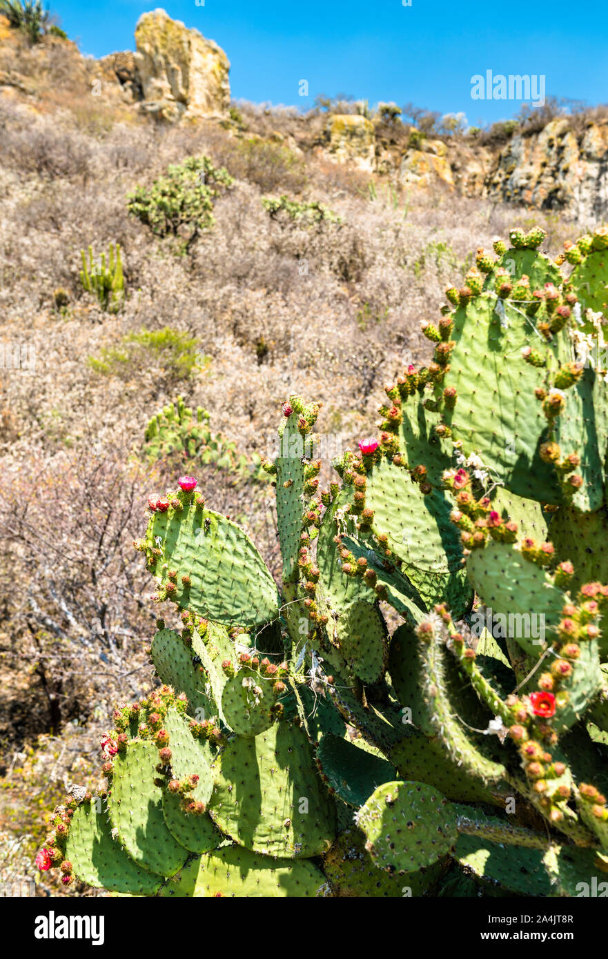 Ficodindia impianto al Yagul sito archeologico in Messico Foto Stock