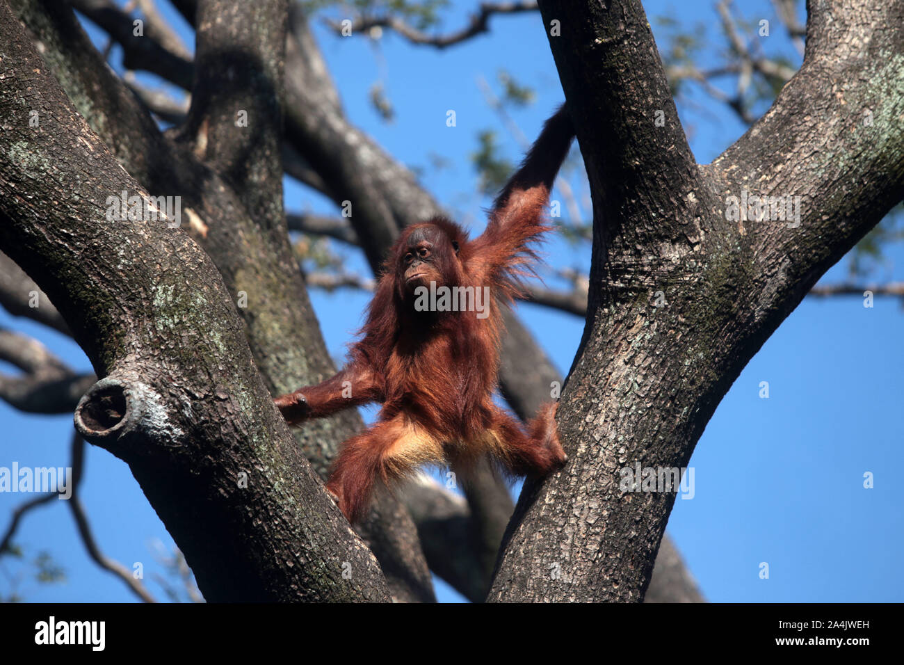 L'orangutan (Pongo Pygmaeus) sono tre extant specie di grandi scimmie nativi di Indonesia. Essi sono attualmente solo trovato nelle foreste pluviali del Borneo Foto Stock