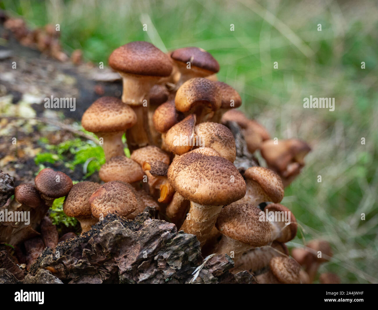 Gruppo di armillaria sul suolo della foresta Foto Stock