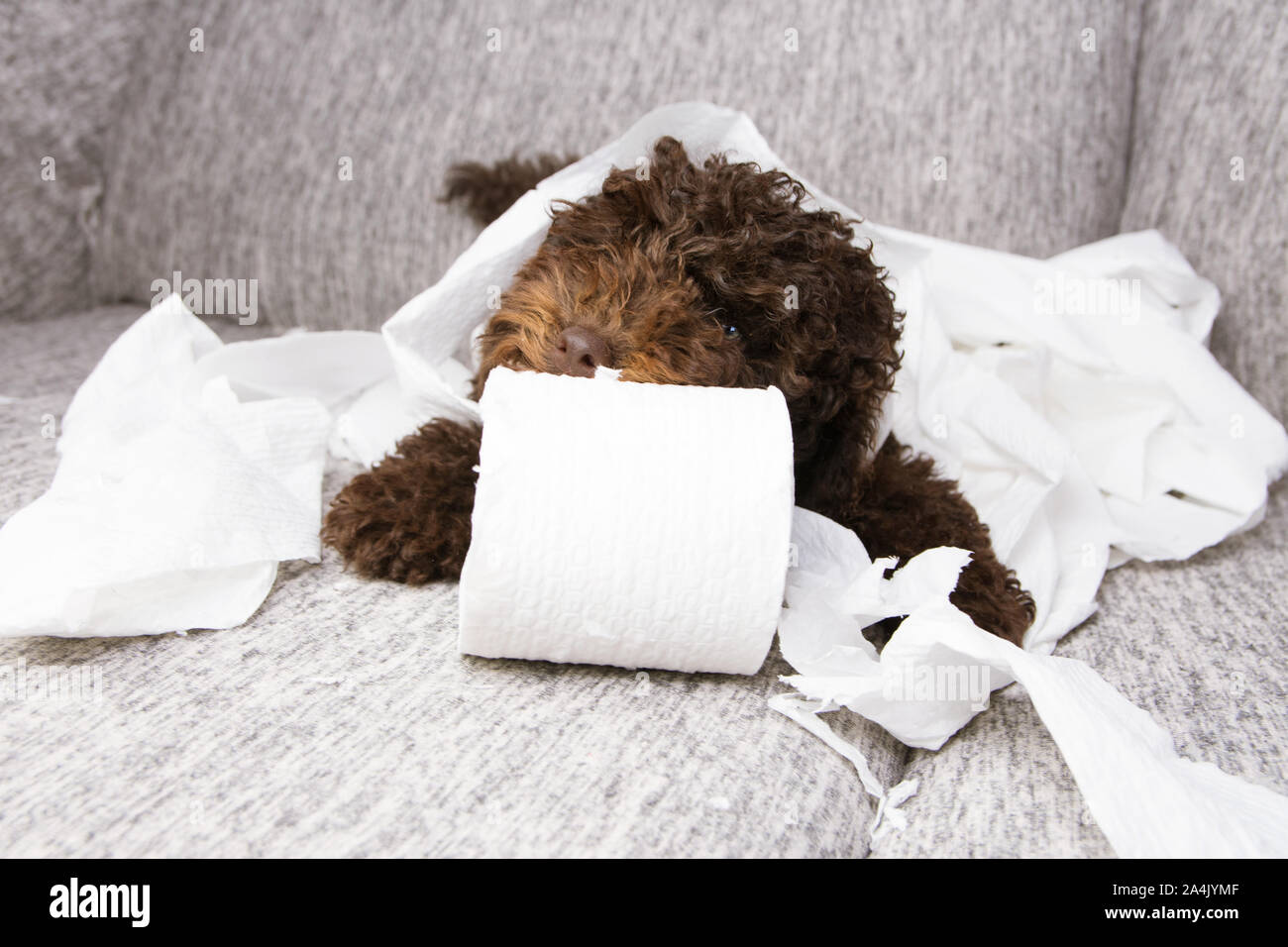 Cucciolo di cane male. poodle masticazione mordere e srotolamento della carta igienica. Disobbedienza e del concetto di istruzione. Foto Stock