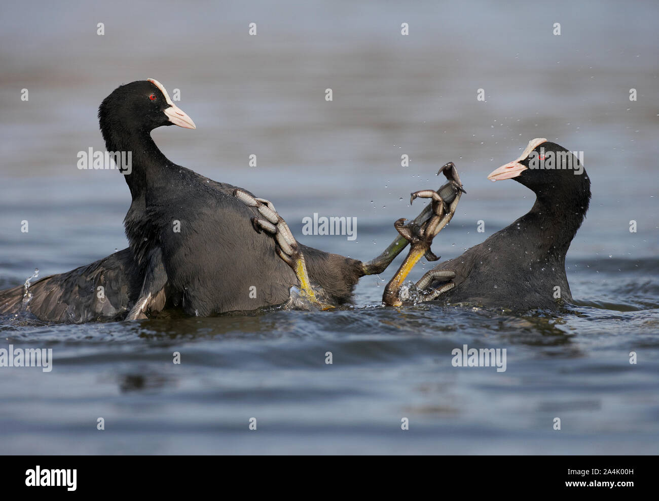 In prossimità dei due Folaghe (fulica atra) nell'acqua Foto Stock