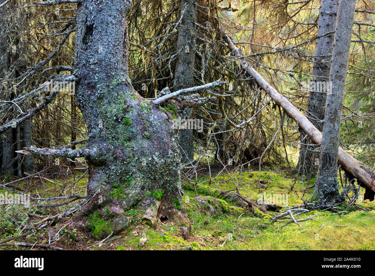 La foresta vergine di Engerdal, Norvegia e Scandinavia Foto Stock