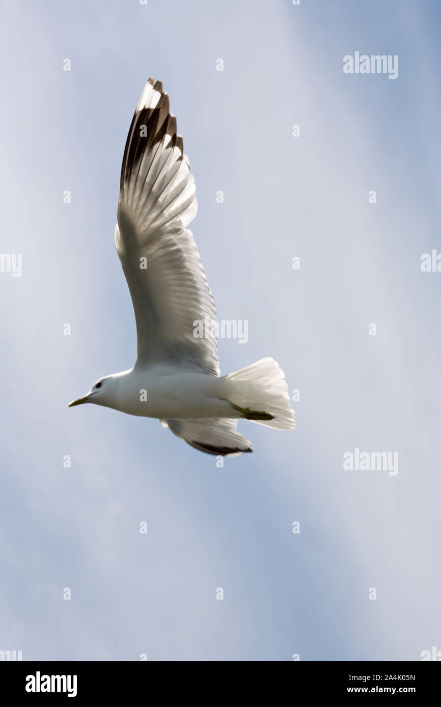 Volo del Gabbiano Foto Stock