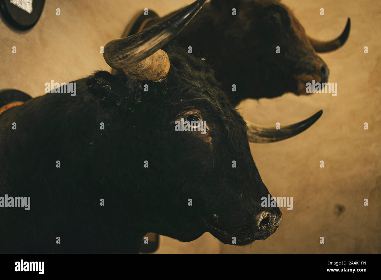 Testa di brave bull di lidia appeso a una parete in un museo Foto Stock