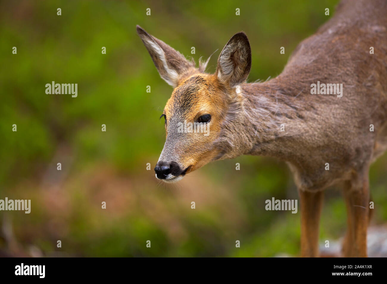 Un cervo in Norvegia Foto Stock