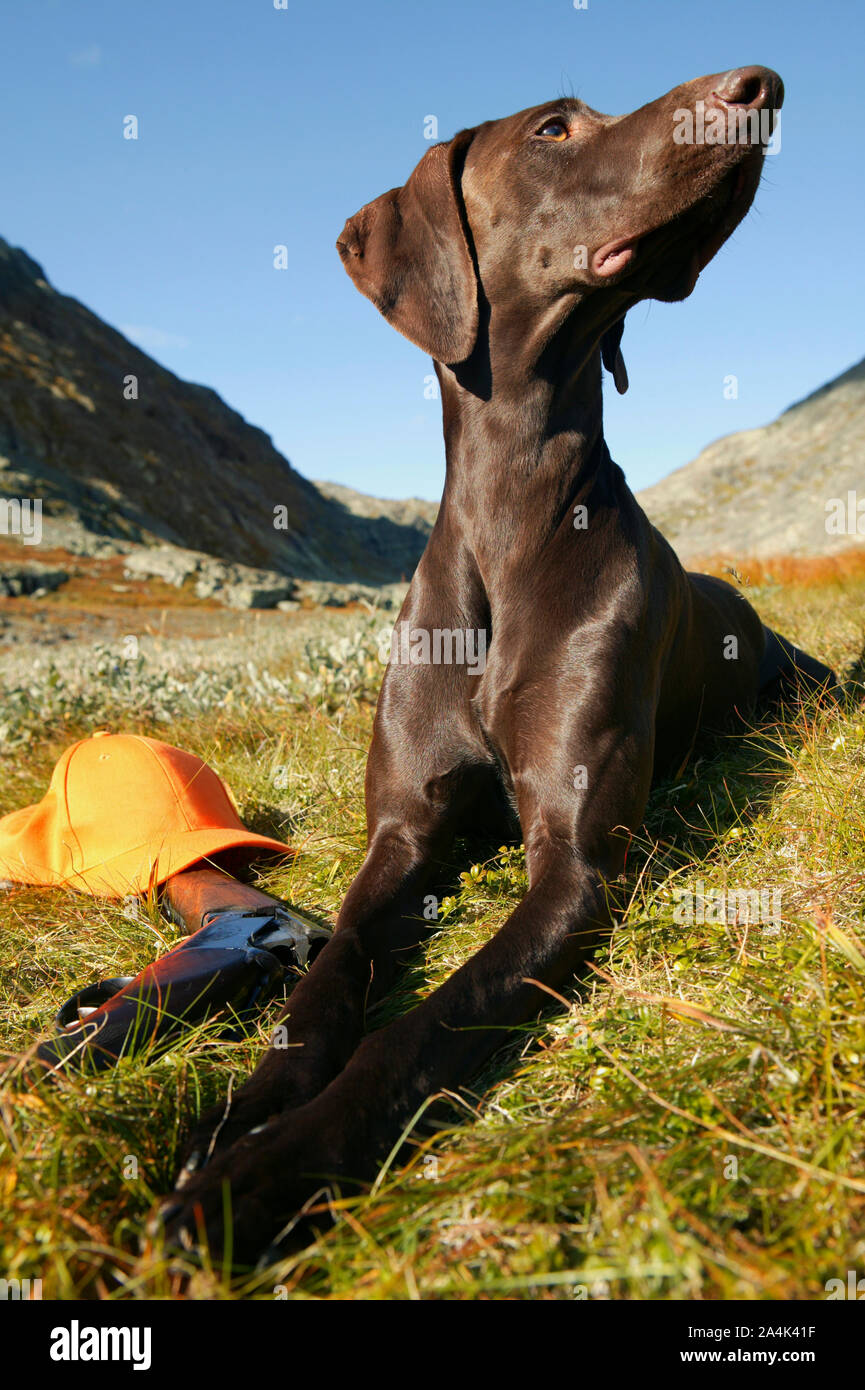 Un tappo di cacciatori e gun giacente nel prato accanto al cane. Foto Stock