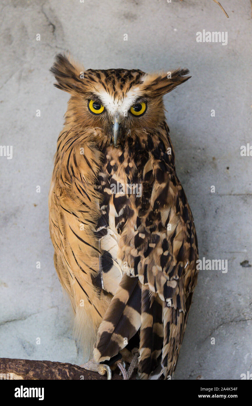 Ritratto di angry spaventati buffy pesce civetta, Ketupa ketupu, noto anche come il pesce Malay owl, risvegliare e disturbato dal suono strano e baluginare giallo Foto Stock