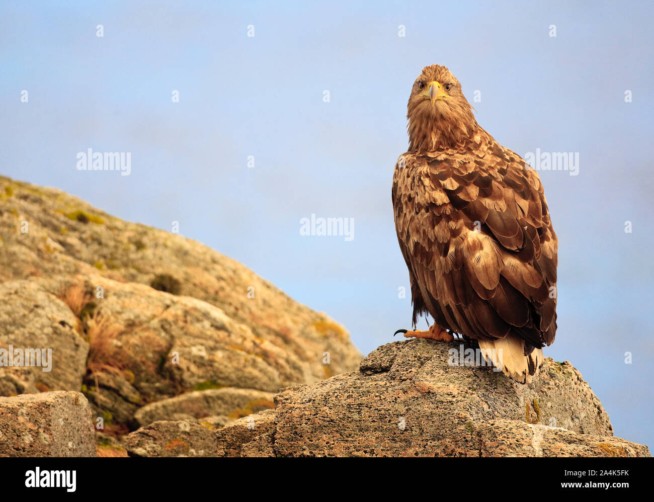 Eagle in Norvegia Foto Stock