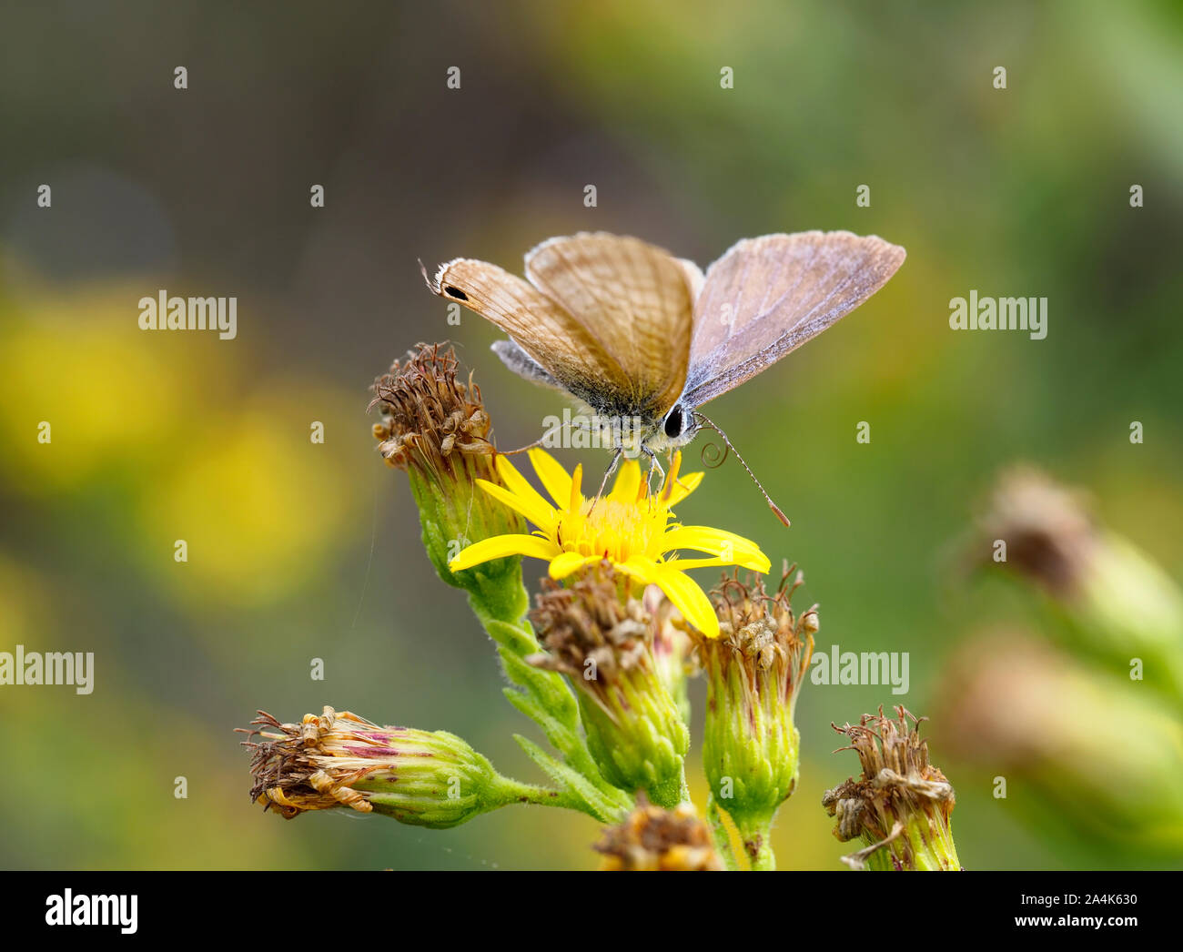 Farfalla d'autunno. Lampides boeticus ie Pea blu o lunga coda blu su fiori gialli di Dittrichia viscosa aka fleabane appiccicosa. Foto Stock