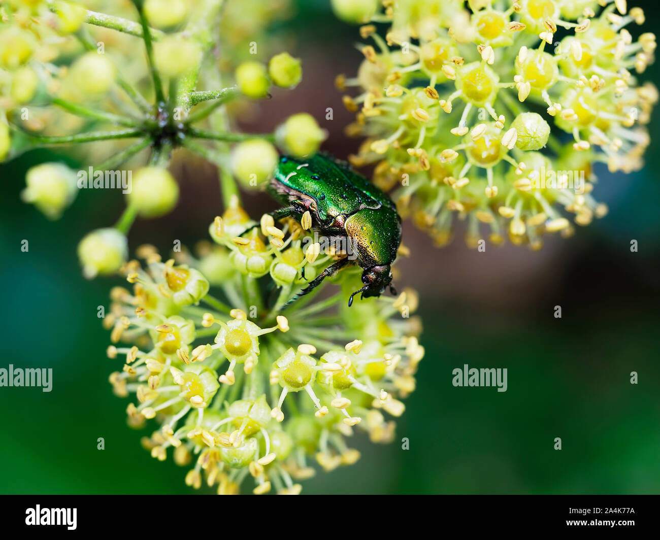 Rose chafer beetle, Chrysolina graminis. Lucido, Verde smeraldo metallico di insetti di grandi dimensioni su Ivy, Hedera, fiore. Closeup, il fuoco selettivo. Le gocce di pioggia dopo Foto Stock