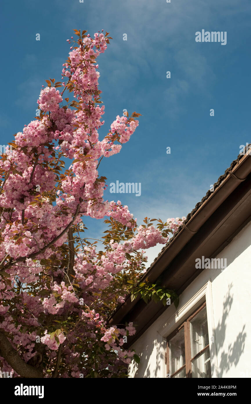 Rosa in fiore contro il cielo blu sullo sfondo Foto Stock