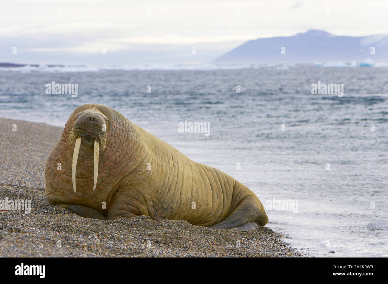 Fare una pausa a Spitsbergen Svalbard - trichechi sdraiato sulla spiaggia Foto Stock