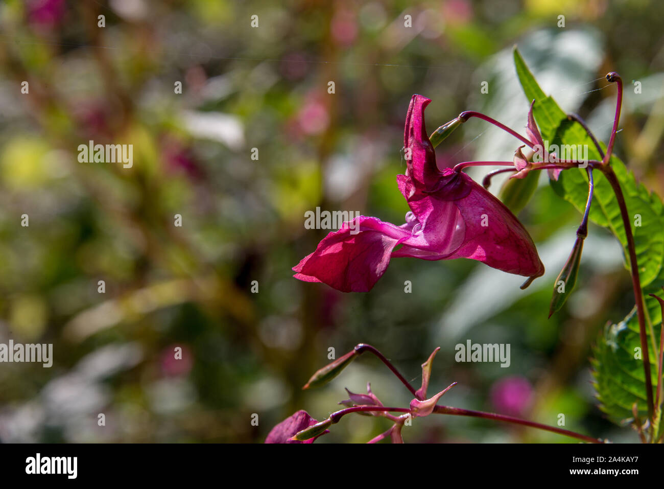 Himalaya Balsam Impatiens glandulifera. Fiore bello, fuoco selettivo Foto Stock