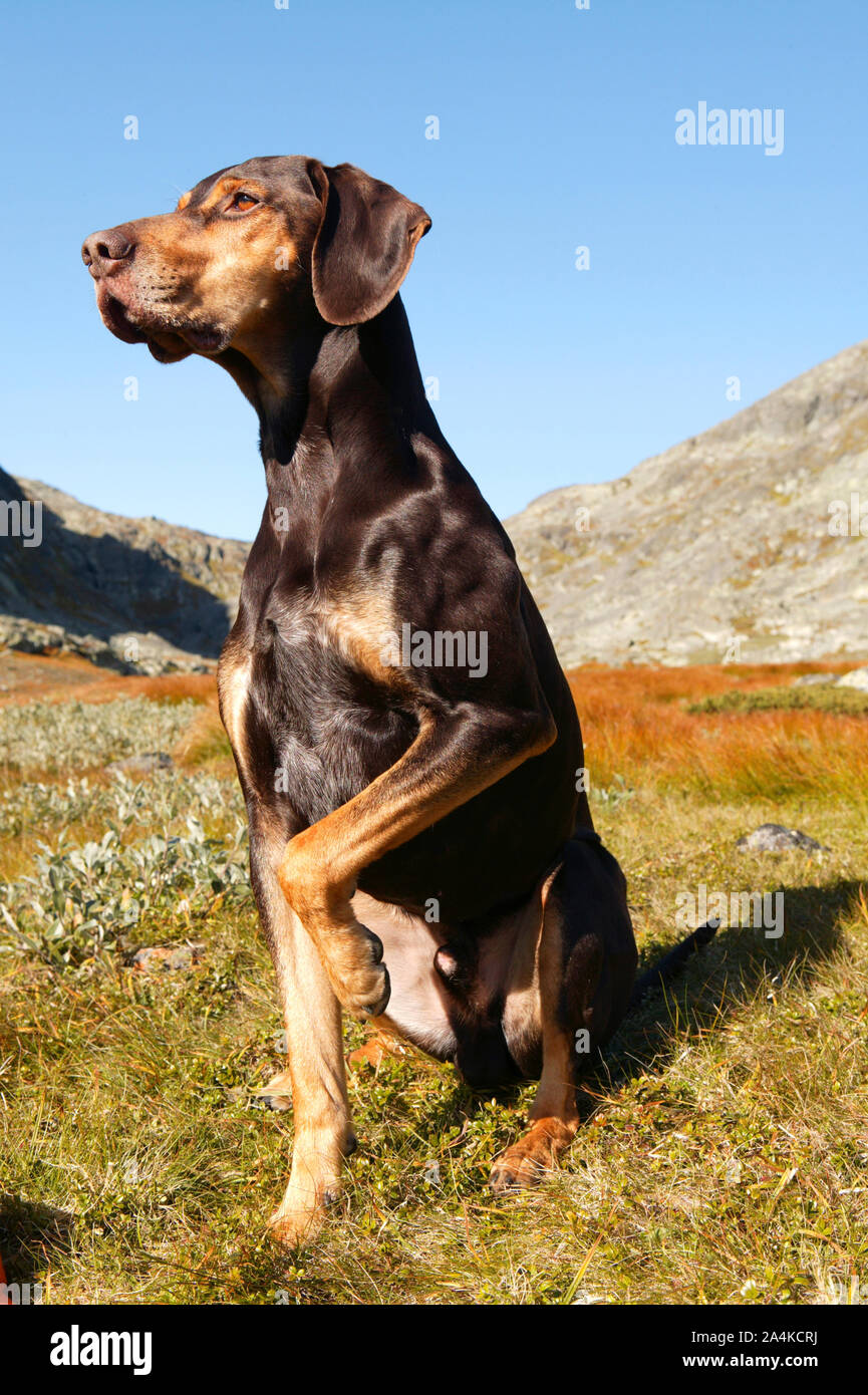 Sporting dog baying - concentrazione Foto Stock