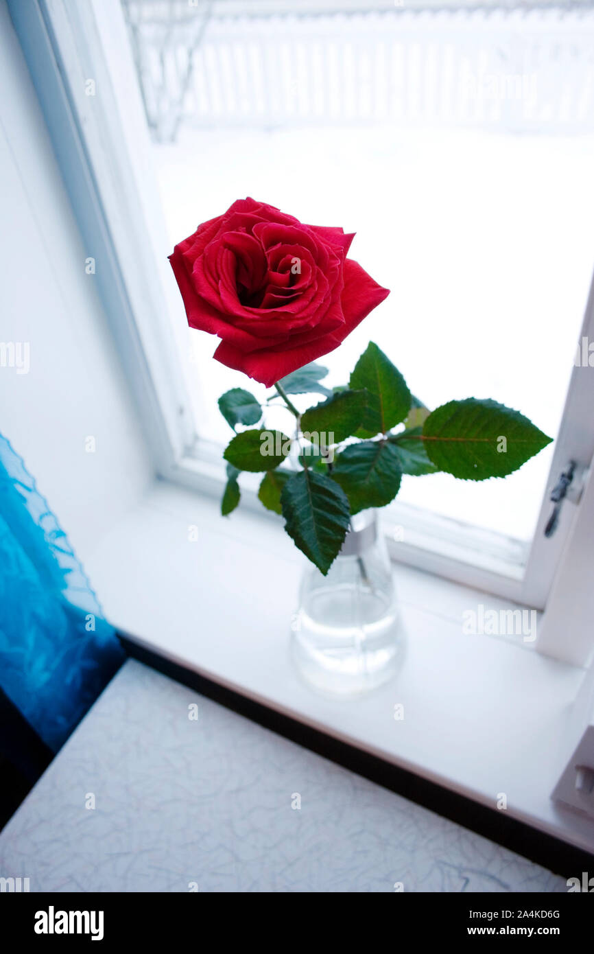 Una rosa rossa nella finestra Foto Stock