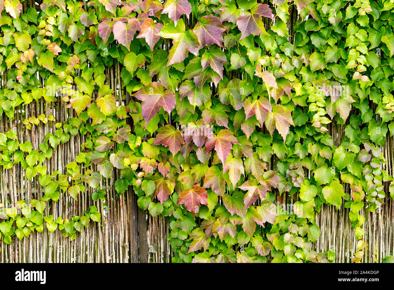 Sfondo colorato di vino overgrow lascia una parete in un giardino in autunno/caduta. La natura è la pittura di foglie colorate. Foto Stock